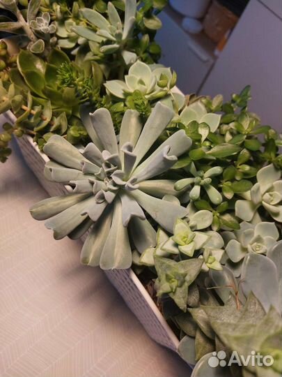 Композиция из суккулентов