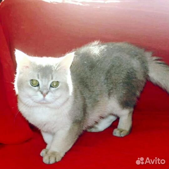 Котик