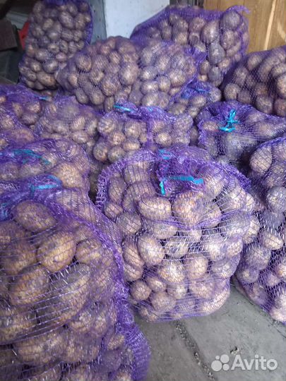 Продам домашний картофель