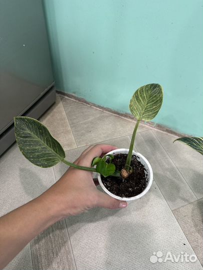 Филодендрон биркин