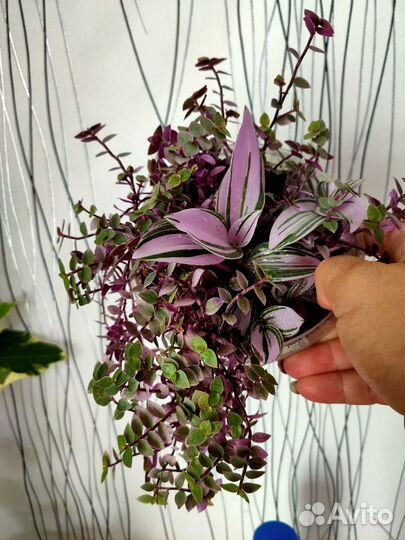 Традесканции более 20сортов. Отправлю почтой