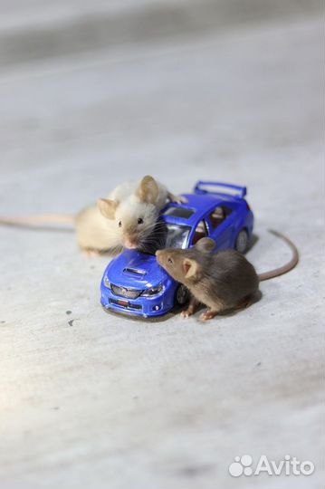 Декоративные сатиновые мыши