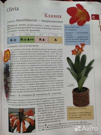 2 книги о комнатных растениях