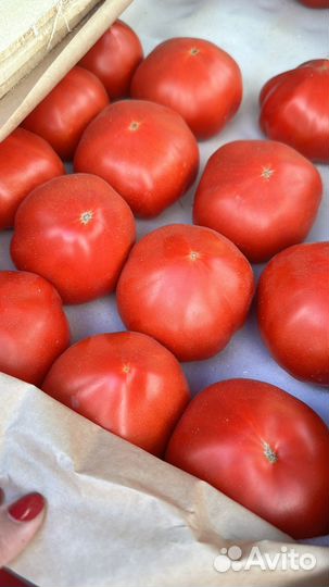 Помидор