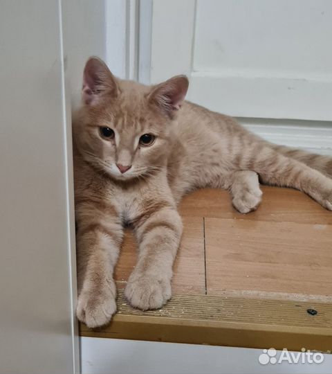 Рыжий котик в добрые руки
