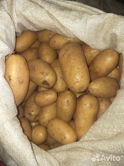 Картофель