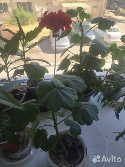 Пеларгония герань