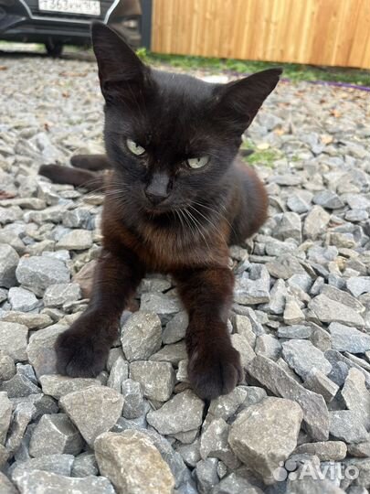 Кошки в добрые руки