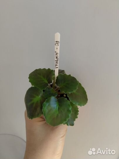 Фиалка рс Мюзикл