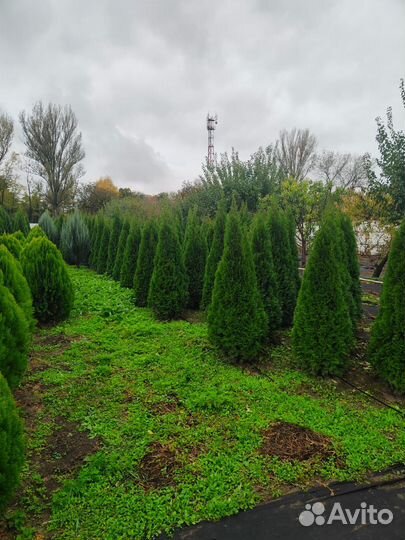 Туи Смарагд