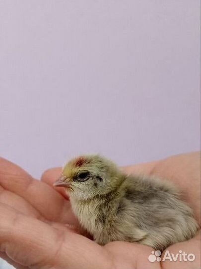 Перепела недельные