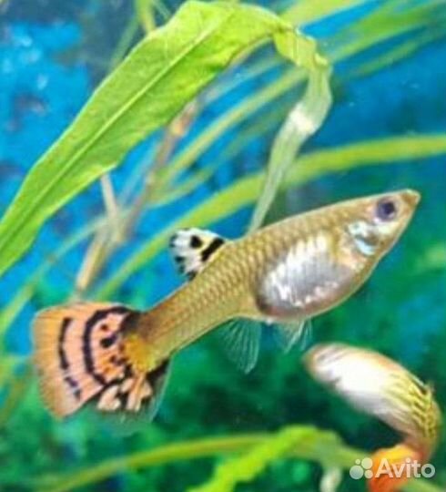 Аквариумные рыбки