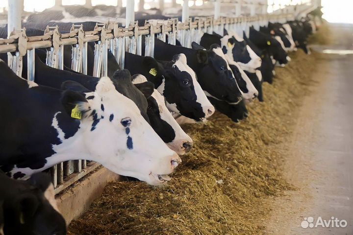 Осеменение и узи исследование коров и тёлок