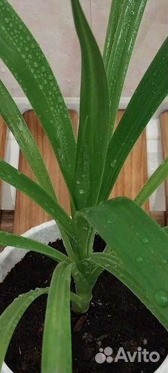 Пальма Панданус