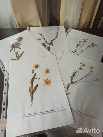 Гербарий однолетние растения