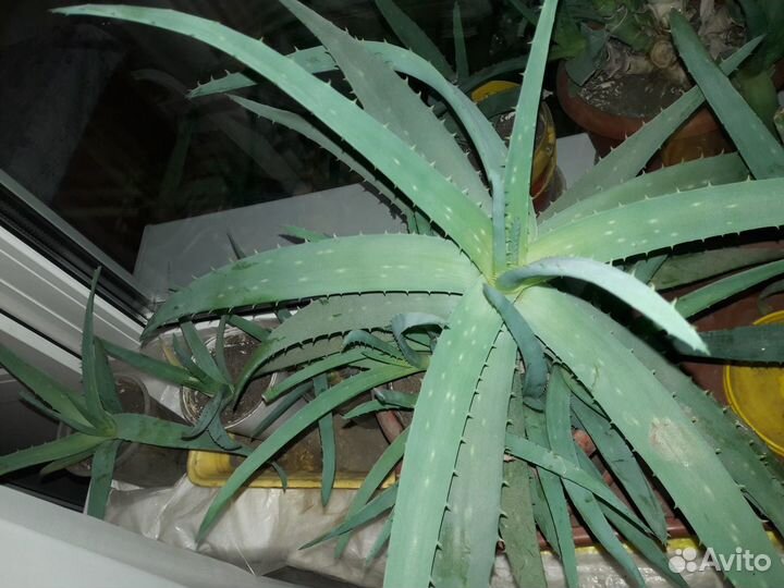 Алоэ лечебный для здоровья и красоты