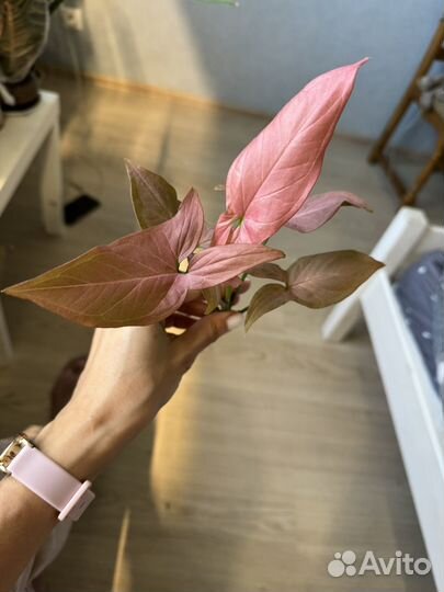 Сингониумы и филодендроны