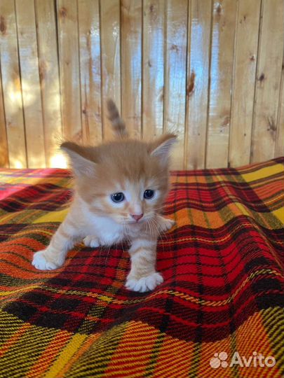 Котята в добрые руки от домашней кошки