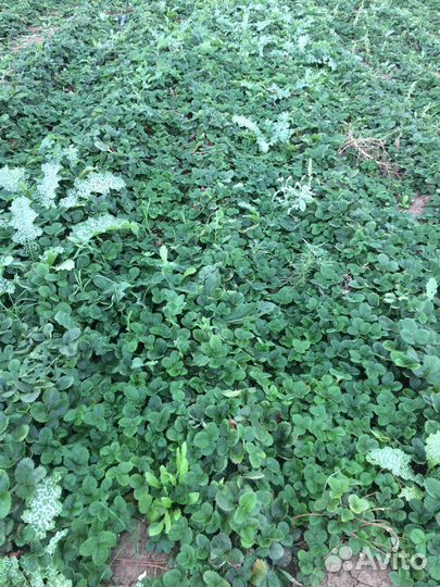 Рассада клубники азия