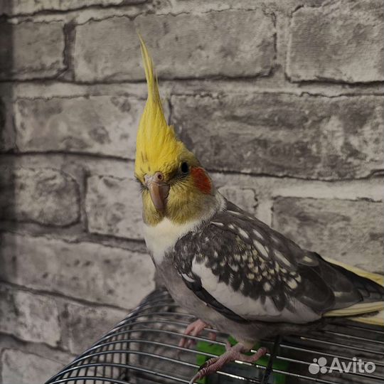 Попугай корелла с клеткой