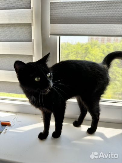 Кошка в дар