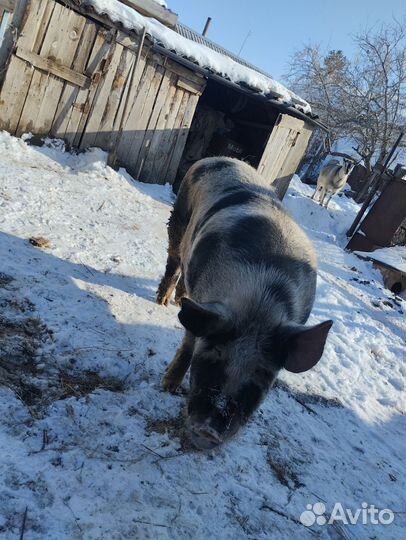 Поросята 2 месяца