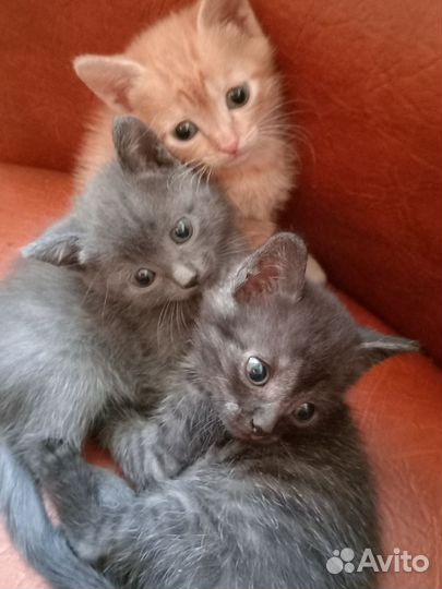 Кошки