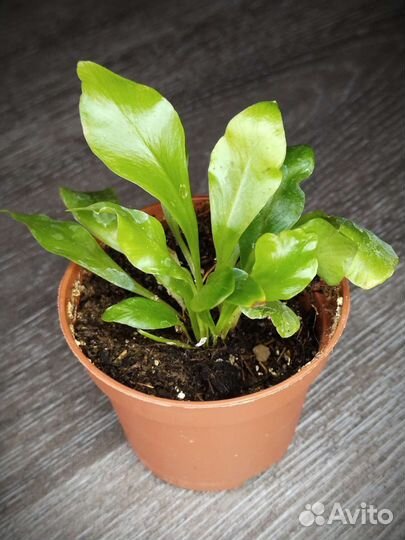 Папоротник асплениум