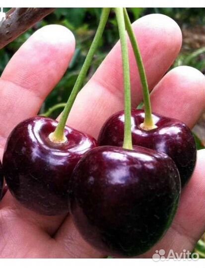 Черешня черевишня вишня