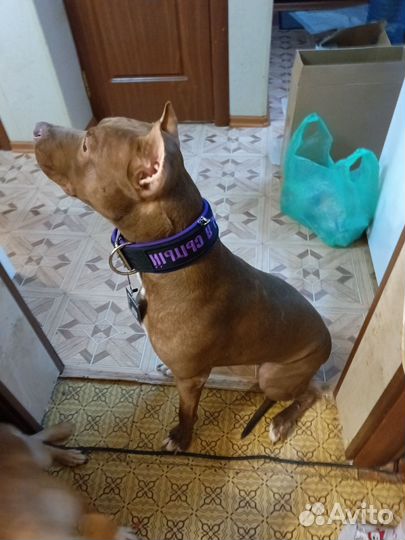 Питбуль вязка