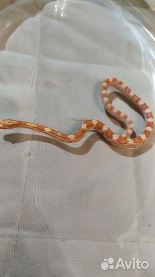 Маисовый полоз