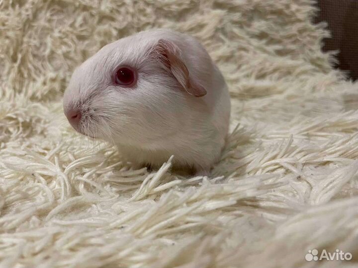 Морская свинка