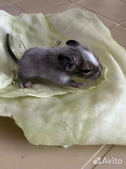 Белочки Дегу