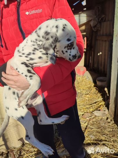 Щенки далматина