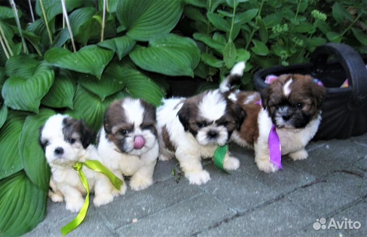 Ши-тцу - малыши