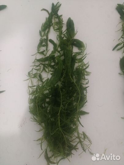 Роголистник в аквариум