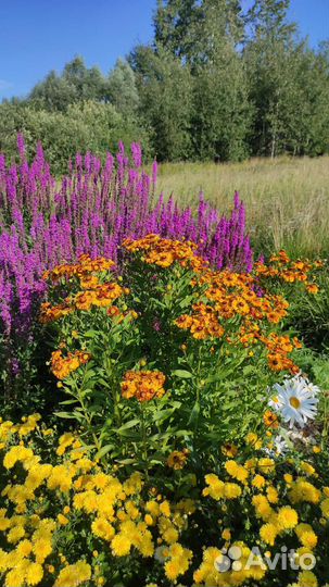 Гелениум осенний (Осенний джаз) Helenium autumnale