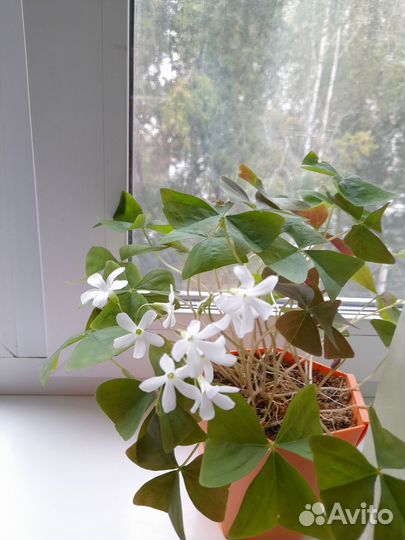 Комнатные цветы