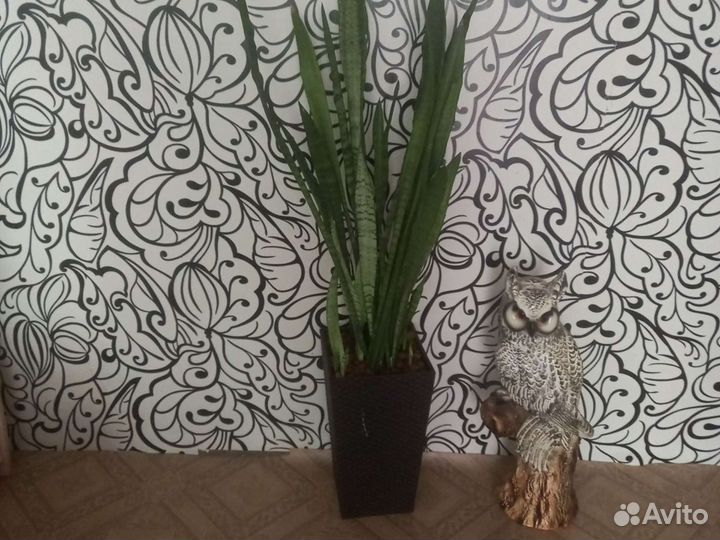 Комнатные растения цветы большие