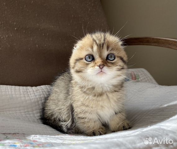 Скуфолд это. Мем кошка котенок как Вольно.