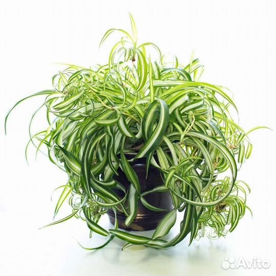 Хлорофитум кудрявый