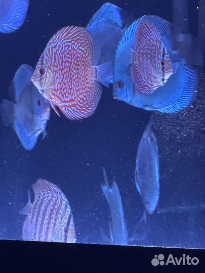 Рыба дискус