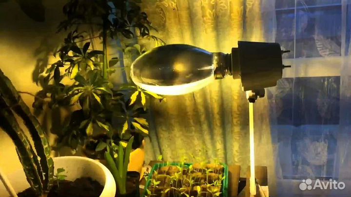 Дназ 250 рост для растений