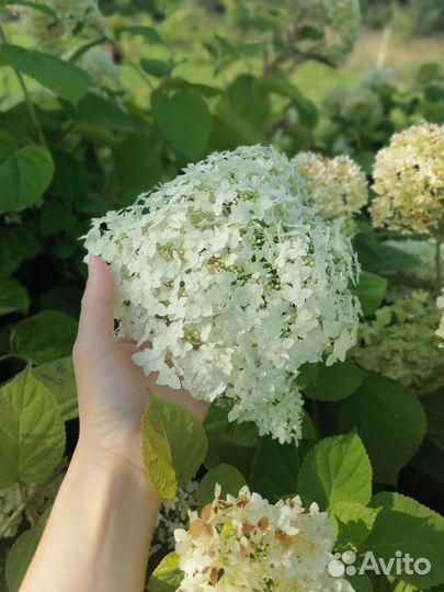 Гортензия крупнолистная саженцы