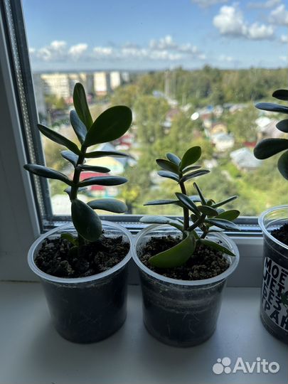 Толстянка. Денежное дерево