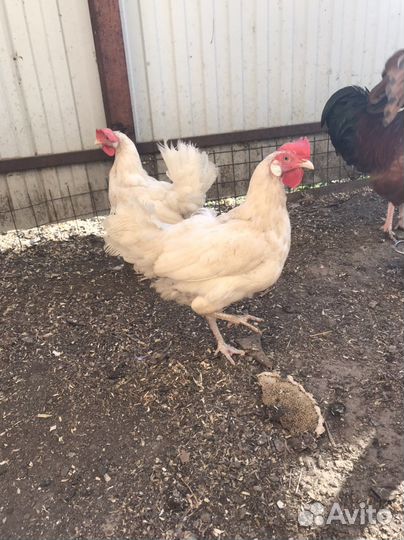 Петух и куры