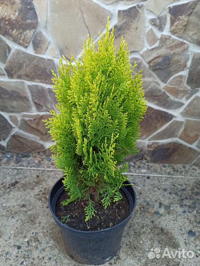 Хвойные растения