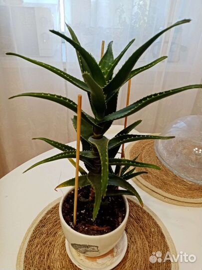 Алоэ столетник лечебный