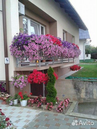 Гибриды вегетативной петунии, калибрахоа, петхоа