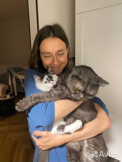 Догситтер, зооняня